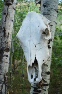 Horse skull